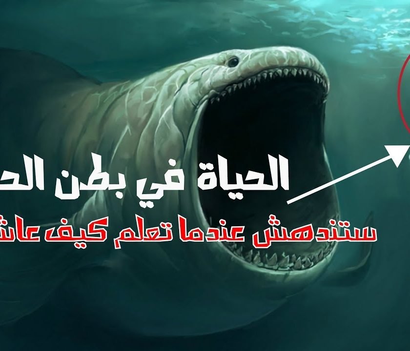 شاهد كيف عاش سيدنا يونس في بطن الحوت وما سر الصوت الغريب الذي سمعه !!
